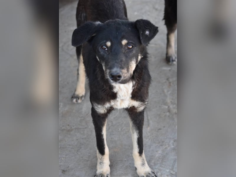 Aktiver Rüde Akira sucht Zuhause  