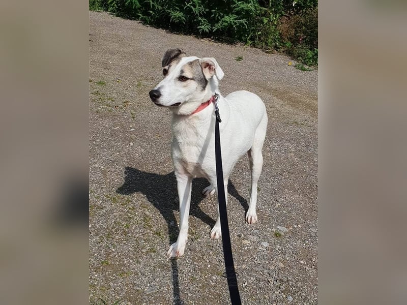 Savanna wartet in 58119 Hagen(NRW) auf ihr Zuhause