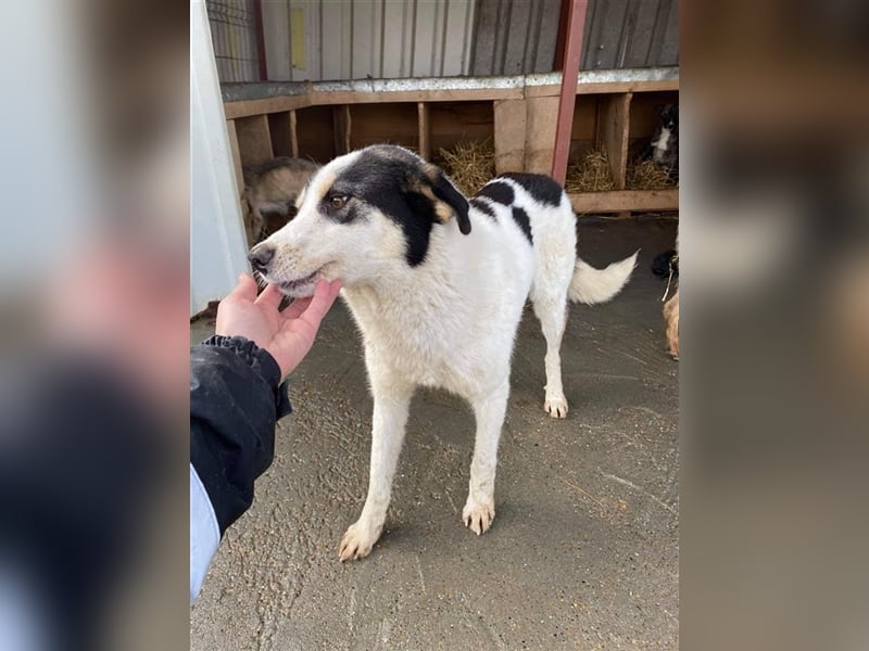 Tom sucht ein Zuhause  