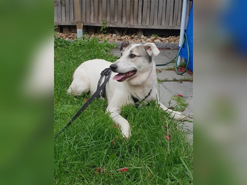 Savanna wartet in 58119 Hagen(NRW) auf ihr Zuhause