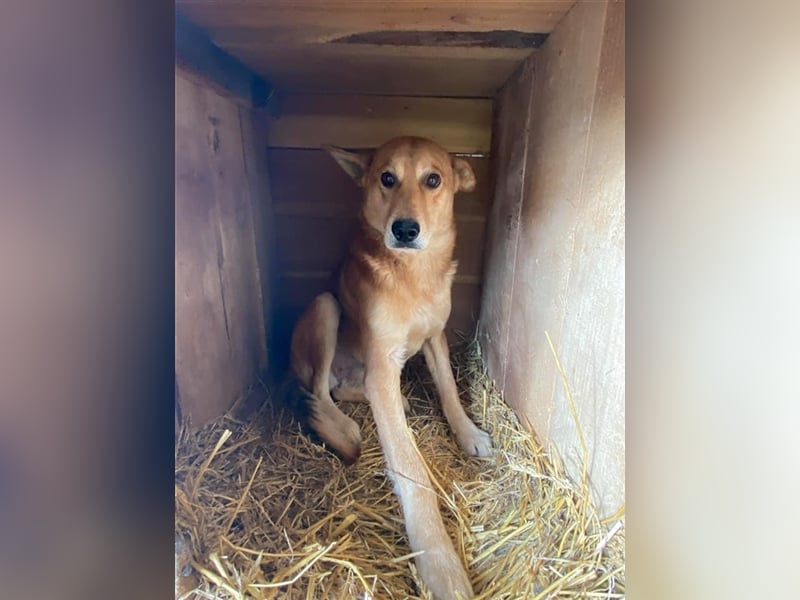 Kurti sucht ein Zuhause  