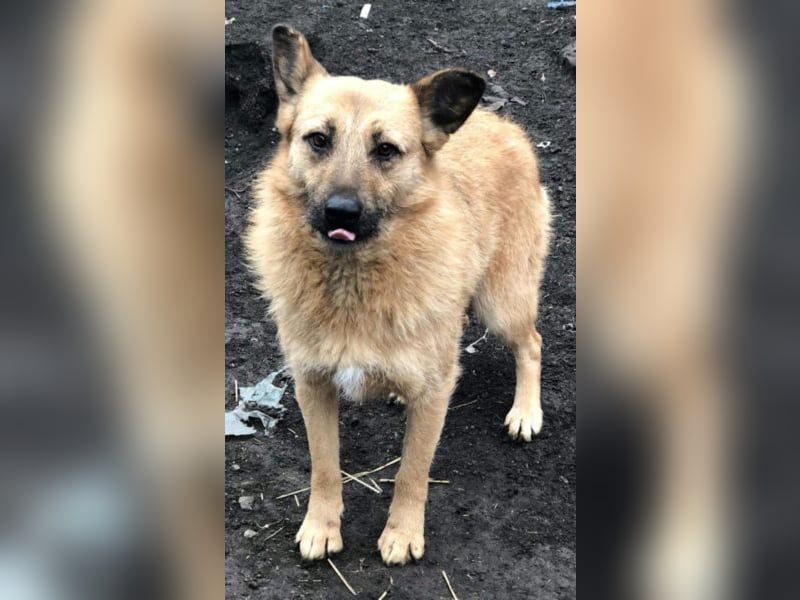 Die vorsichtige Hel sucht ein Zuhause oder eine Pflegestelle!