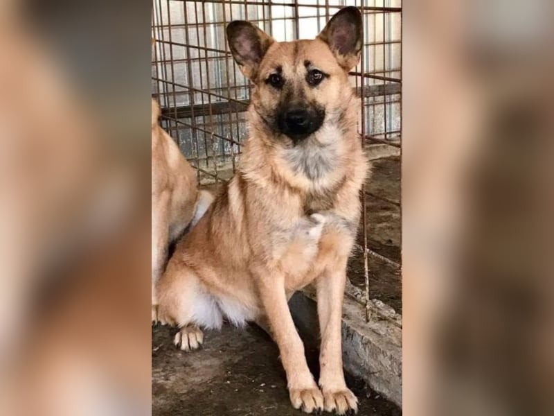 Die vorsichtige Hel sucht ein Zuhause oder eine Pflegestelle!