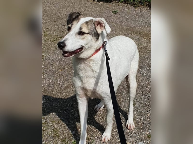 Savanna wartet in 58119 Hagen(NRW) auf ihr Zuhause