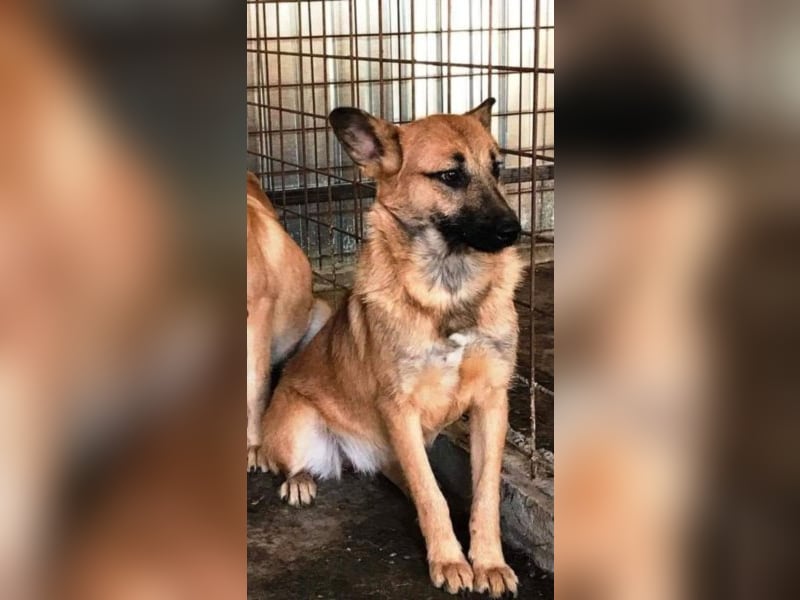 Die vorsichtige Hel sucht ein Zuhause oder eine Pflegestelle!