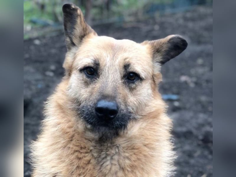 Die vorsichtige Hel sucht ein Zuhause oder eine Pflegestelle!