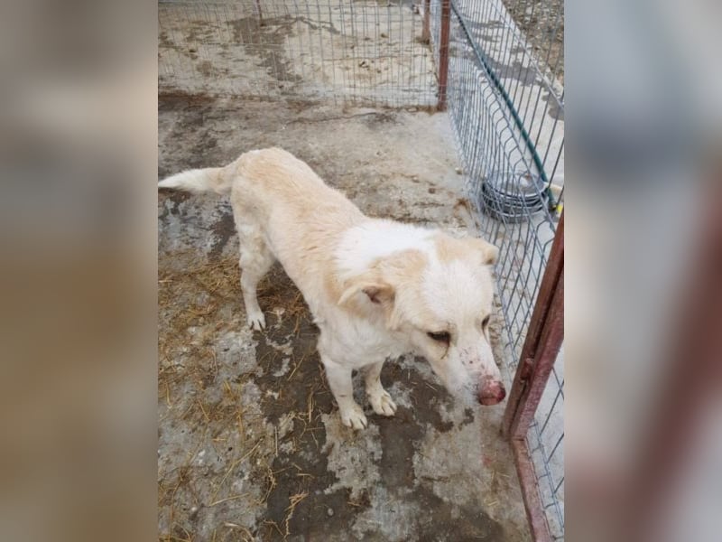 Scheuer Kondor sucht ein Zuhause oder eine Pflegestelle!