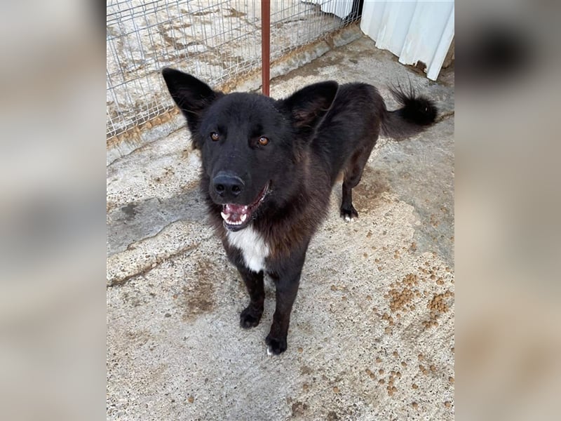 Der menschenfreundliche Klausi sucht ein Zuhause oder eine Pflegestelle!