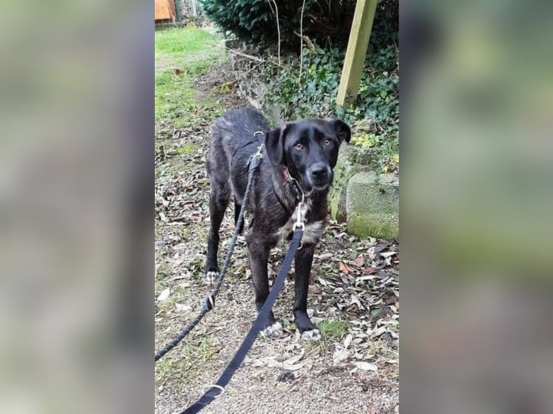 Hündin Emely sucht ein Zuhause  