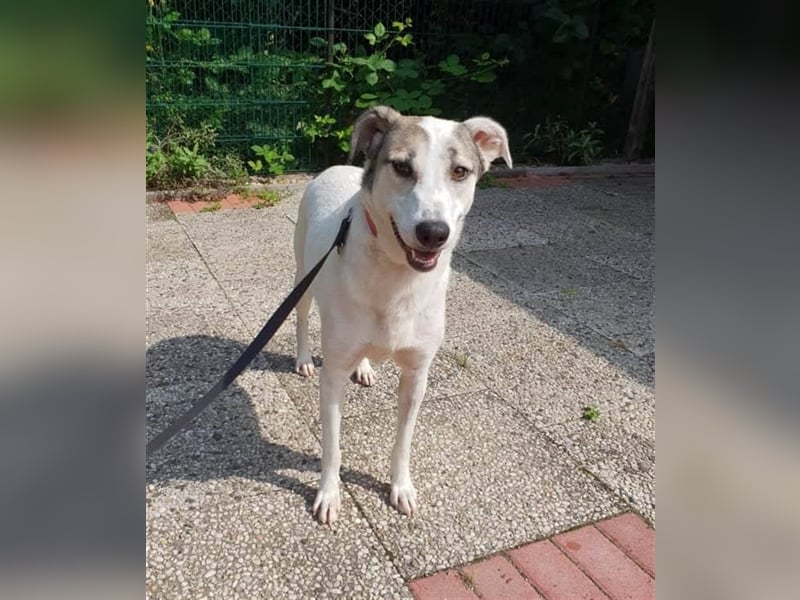 Savanna wartet in 58119 Hagen(NRW) auf ihr Zuhause