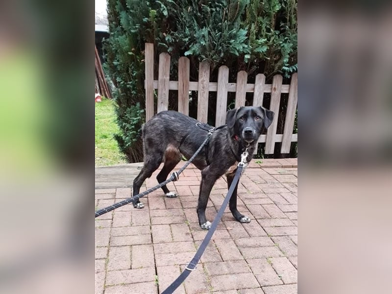 Hündin Emely sucht ein Zuhause  