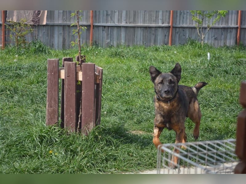Der ängstliche Bruno sucht ein Zuhause oder eine Pflegestelle!
