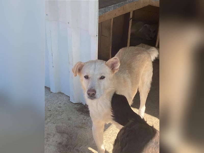 Senior Colin sucht ein Zuhause oder eine Pflegestelle!