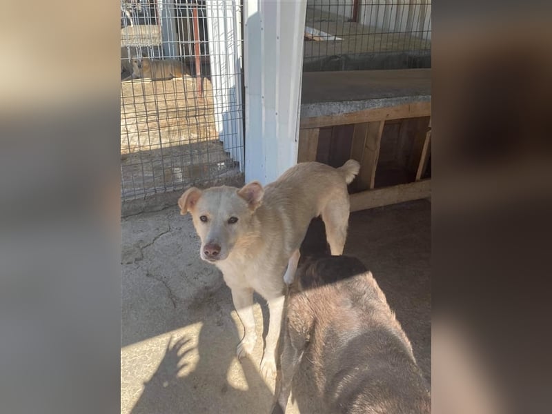 Senior Colin sucht ein Zuhause oder eine Pflegestelle!