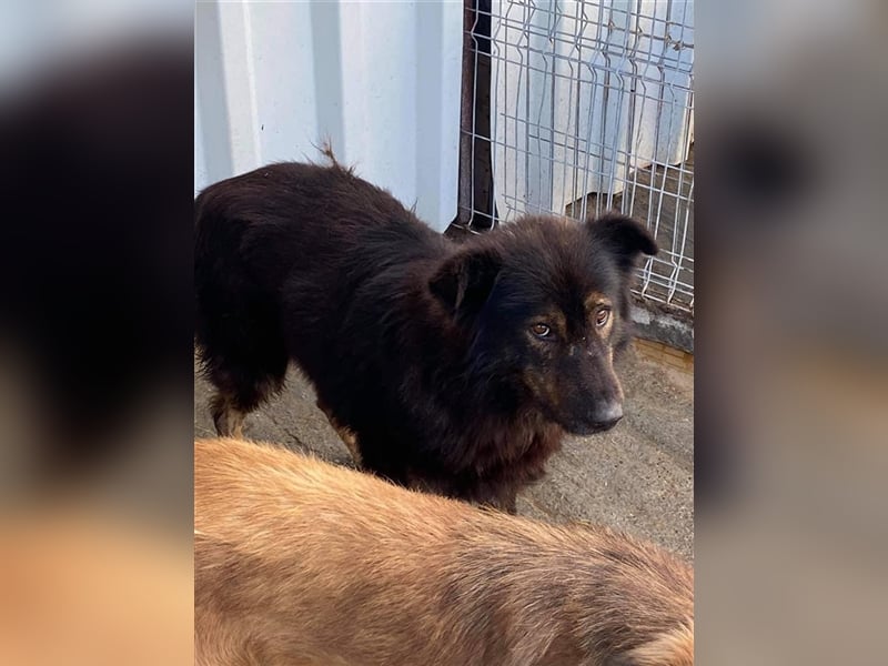 Wuschelrüde Baffie sucht Zuhause