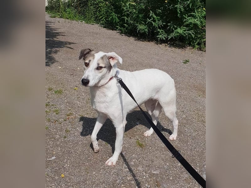 Savanna wartet in 58119 Hagen(NRW) auf ihr Zuhause