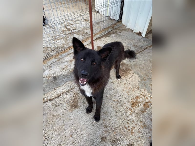 Der menschenfreundliche Klausi sucht ein Zuhause oder eine Pflegestelle!