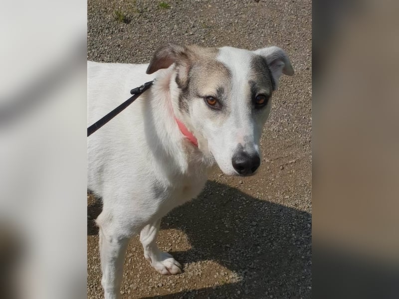 Savanna wartet in 58119 Hagen(NRW) auf ihr Zuhause