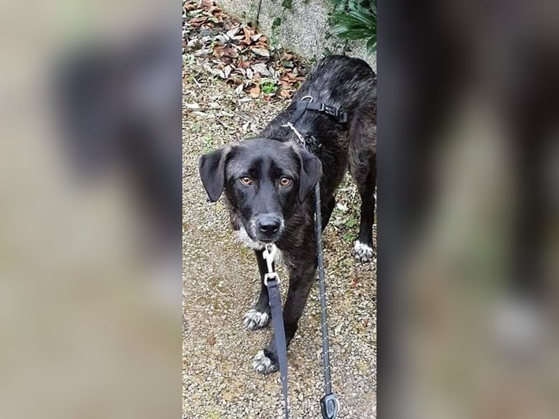 Hündin Emely sucht ein Zuhause  