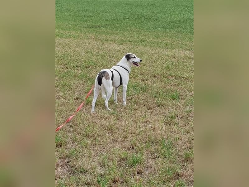 Savanna wartet in 58119 Hagen(NRW) auf ihr Zuhause
