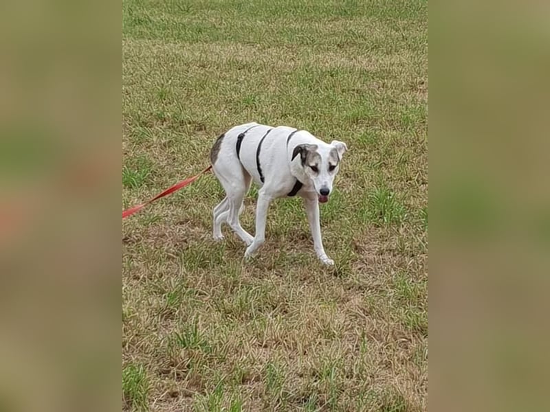 Savanna wartet in 58119 Hagen(NRW) auf ihr Zuhause