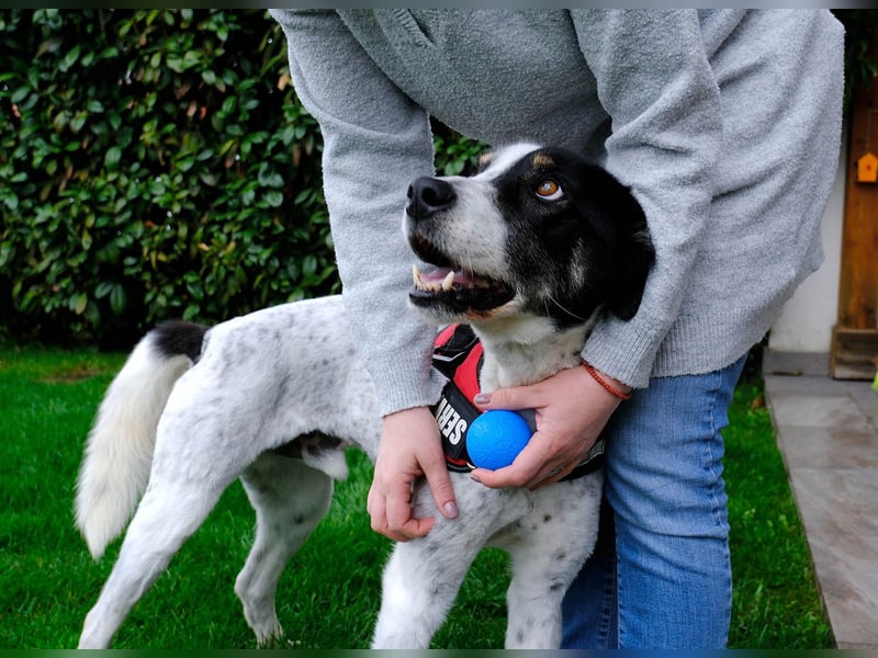 Toto sucht ein liebevolles Zuhause
