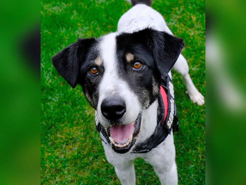 Toto sucht ein liebevolles Zuhause