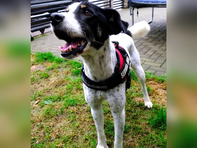 Toto sucht ein liebevolles Zuhause