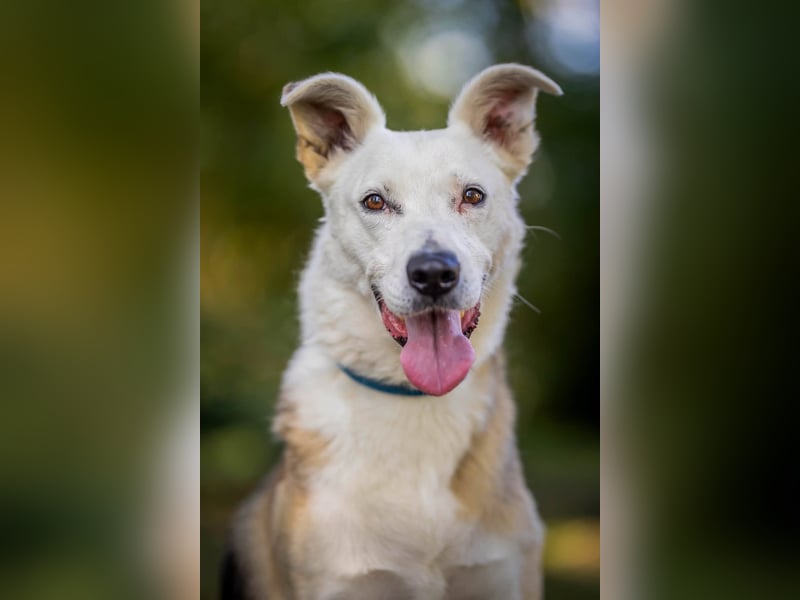 Paco - 6 Jahre Warten