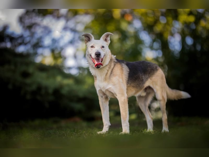 Paco - 6 Jahre Warten