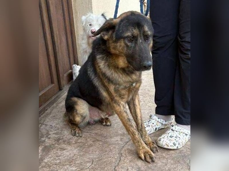 SHARUKH wäre gerne dein treuer Begleiter