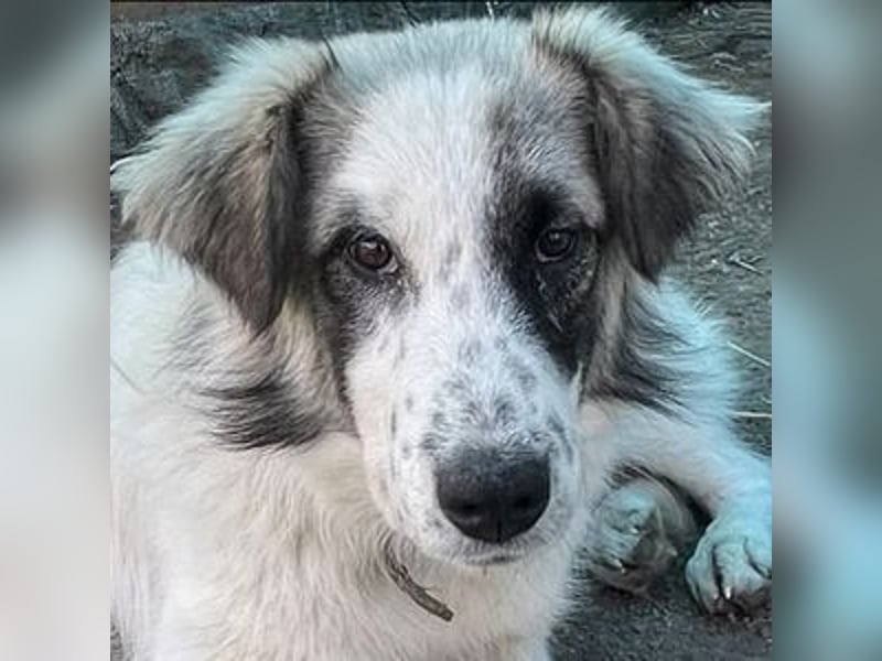 LUDWIG,  Bucovina Mix, sehnt sich nach einer Familie