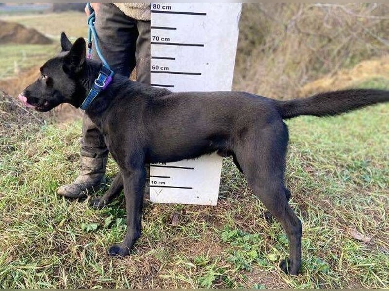 DANTE , der arme Kerl wurde ausgesetzt