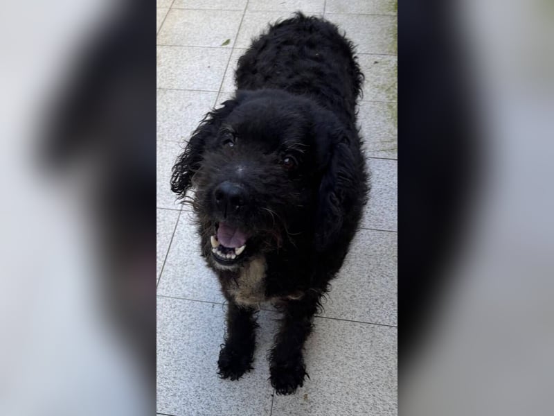 PEDRO soll nicht gewaltsam sterben