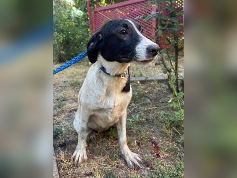 MIA 2 ist verschmust und anhänglich