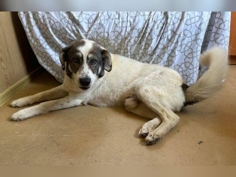 PUFI versteht sich mit allen