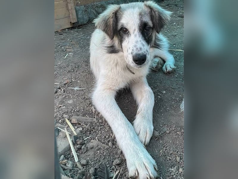 LUDWIG,  Bucovina Mix, sehnt sich nach einer Familie