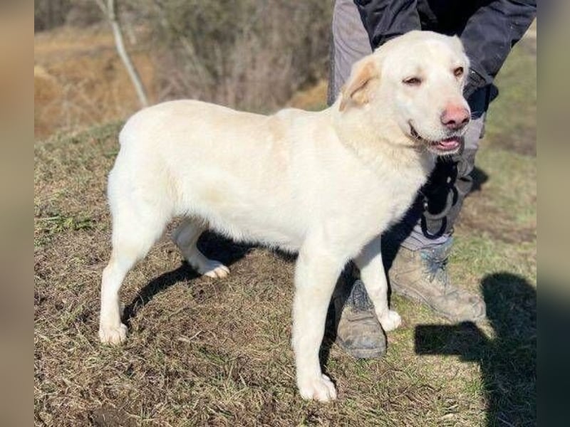 DORKA ist eine arme Maus