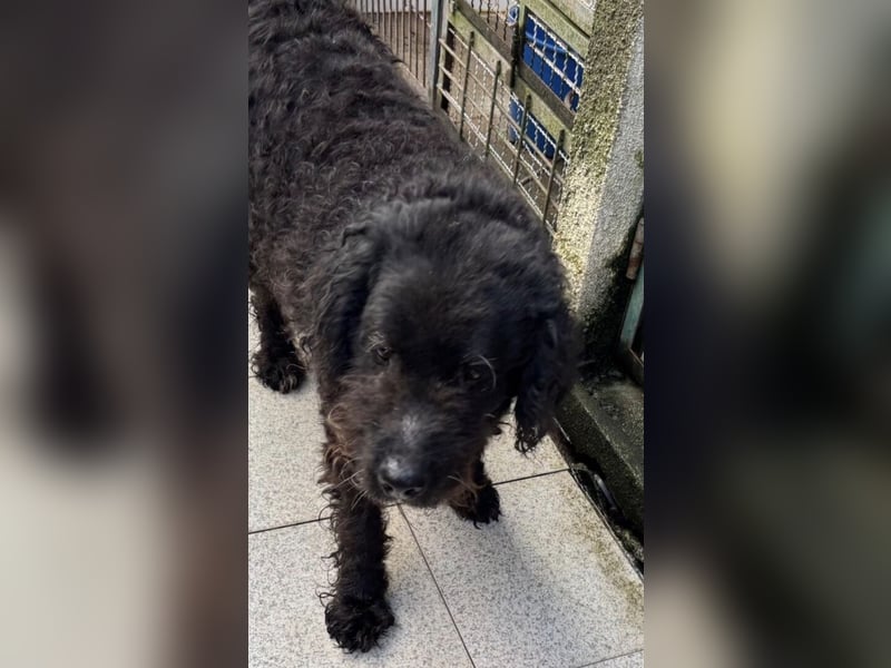 PEDRO soll nicht gewaltsam sterben