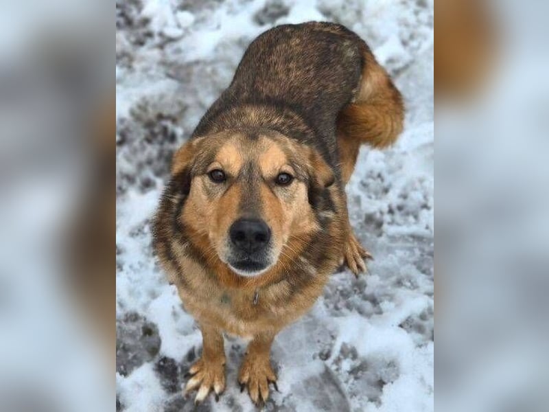FIDO wurde grausam im Stich gelassen