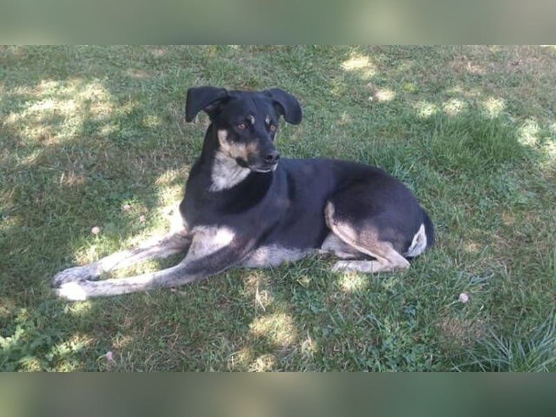 SKY ist ein Traumhund