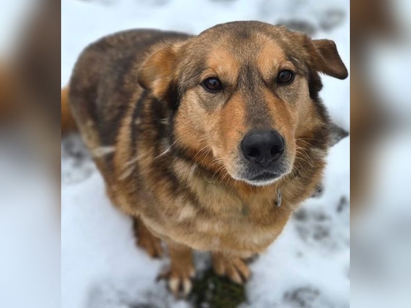 FIDO wurde grausam im Stich gelassen
