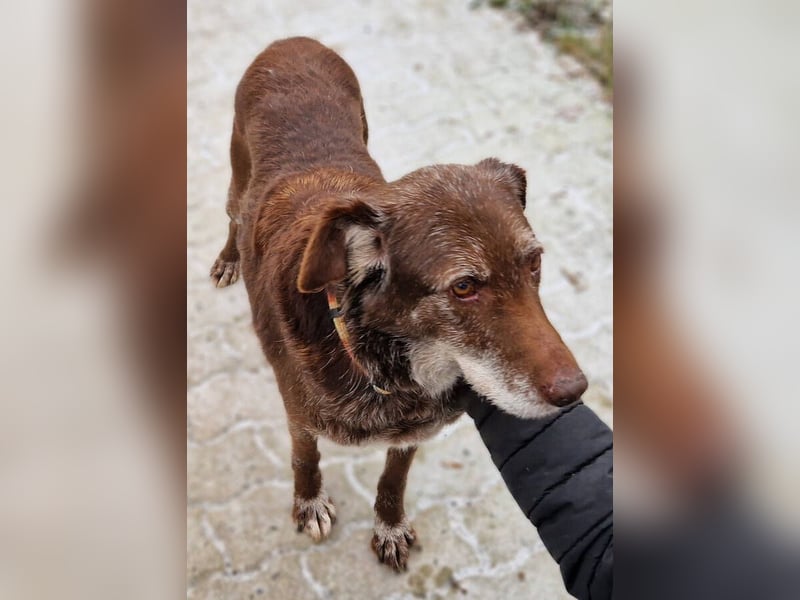 BENKO ist ein sanfter Senior