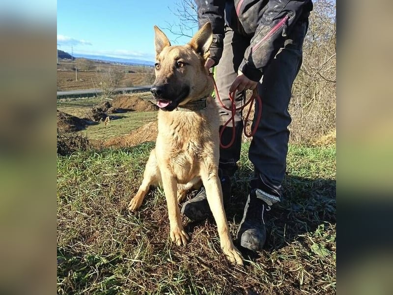 ANDRE wäre gerne dein treuer Begleiter
