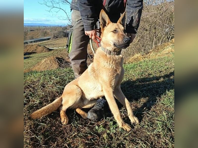 ANDRE wäre gerne dein treuer Begleiter