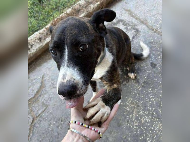 HUBERT - wer schenkt ihm Liebe 