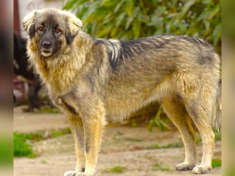 EMMA ist wunderschön