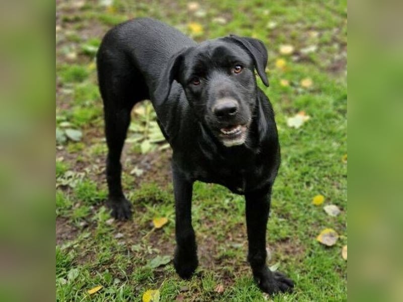 OTTO 2 sucht seine Menschen