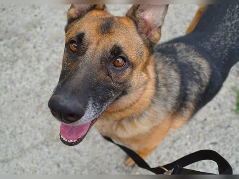 VILLY ist einfach nur lieb