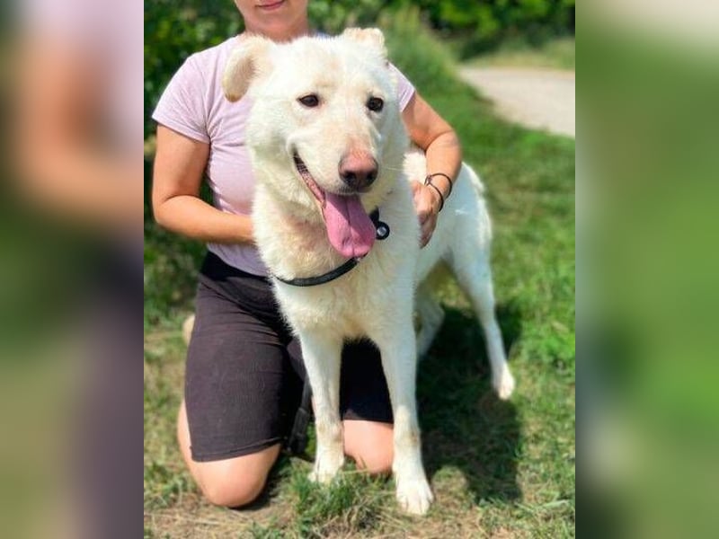 BIBI soll endlich ein schönes Zuhause haben